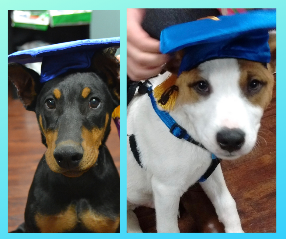 Puppy Class Graduation