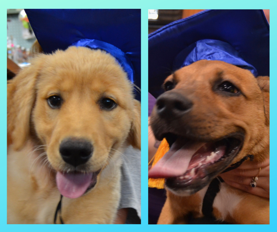 Puppy Class Graduation